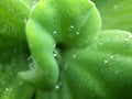 Close-Up of Water Cabbage with water drops